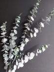 eucalyptus tak kunst