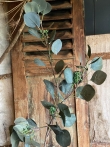 Eucalyptus rond blad met besjes