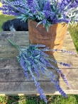 Lavendel kunst