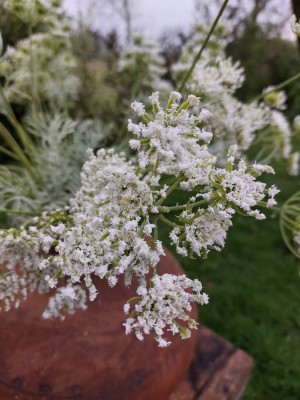 Fluitekruid 