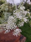 Fluitekruid 