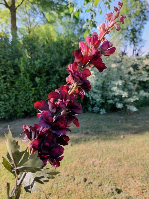 Brynxz zijde bloem Lupine