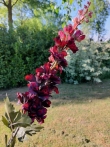 Brynxz zijde bloem Lupine