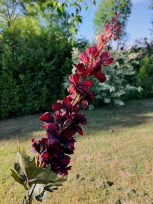 Brynxz Lupine 