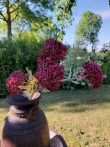 Brynxz zijden bloem Sedum