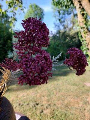 Brynxz zijden bloem sedum