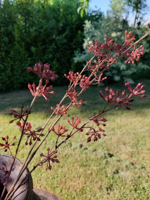 Brynxz zijden bloem Berry