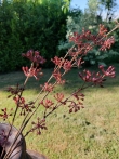 Brynxz zijden bloem Berry