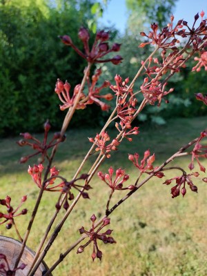 Brynxz zijden bloem Berry 