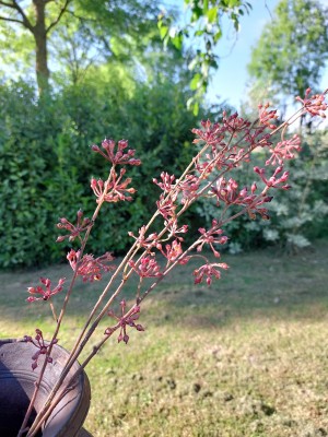Brynxz zijden bloem Berry 