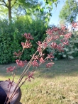 Brynxz zijden bloem Berry 