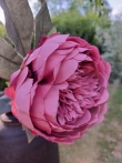 Pioenroos mauve