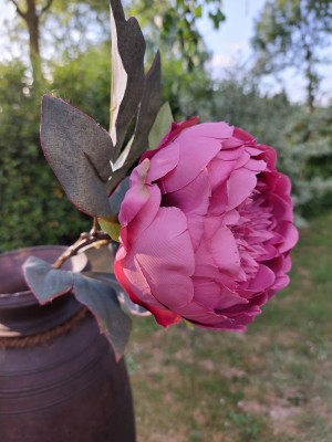 Pioenroos mauve
