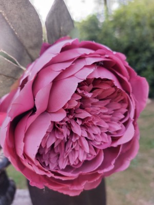 Pioenroos mauve