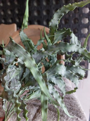 Eucalyptus bush