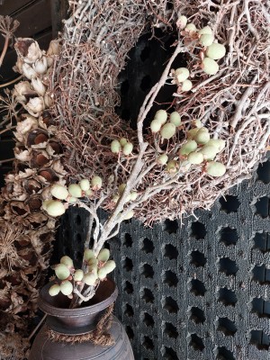 Brynxz Alnus Grande Green