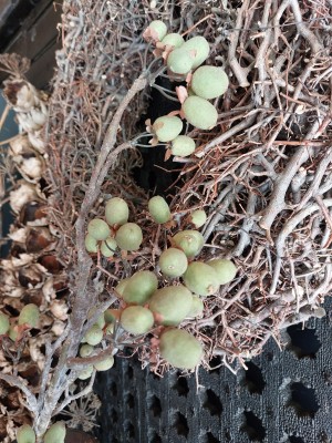 Brynxz Alnus Grande Green 