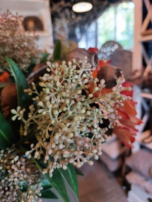 Kunst Skimmia