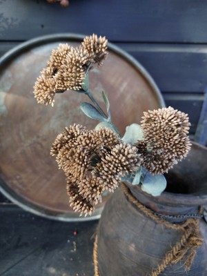 Kunst Sedum Brown