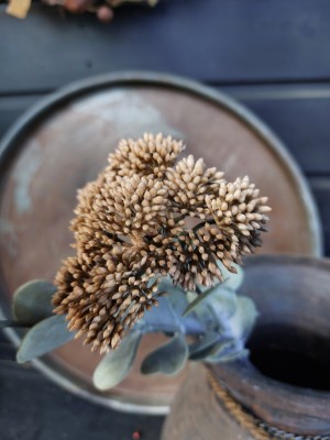 Kunst Sedum Brown 