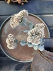 Kunst Sedum Creme