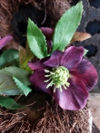 Helleborus aubergine 