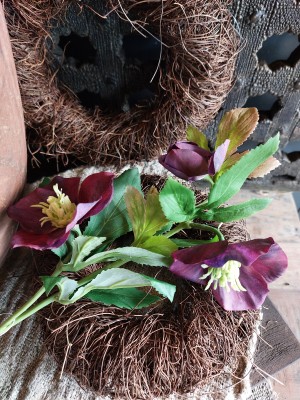 Helleborus aubergine 