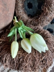 Kunst tulp wit 25cm.