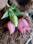 Kunst tulp mauve 25cm