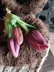 Kunst tulp paars 25 cm