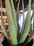 Aloë vera kunstplant 