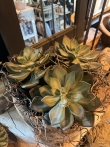 Echeveria kunstplant