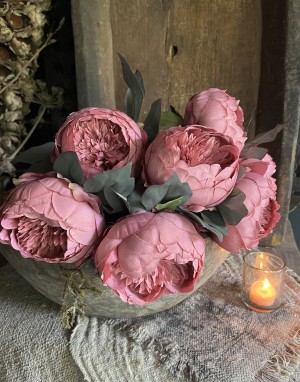 Pioenroos mauve