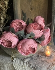 Pioenroos mauve