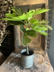 Kunst vijgenboom 70cm 