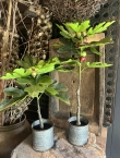 Kunst vijgenboom 