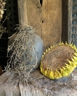 Kunst Tillandsia 