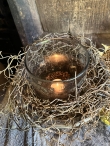 Kunst Tillandsia 