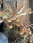 Roestige tak met belletjes 